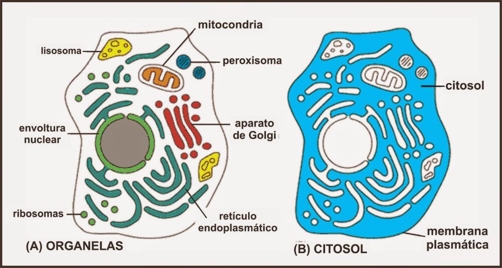 Citoplasma - Estrutura celular