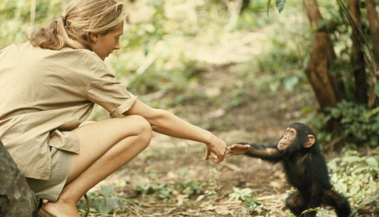 Jane: A Mãe dos Chimpanzés