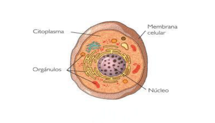 Núcleo celular