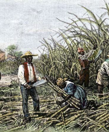 Sistema de plantation - Tudo sobre Sistema de plantation - Escola Educação