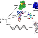 Tipos de RNA