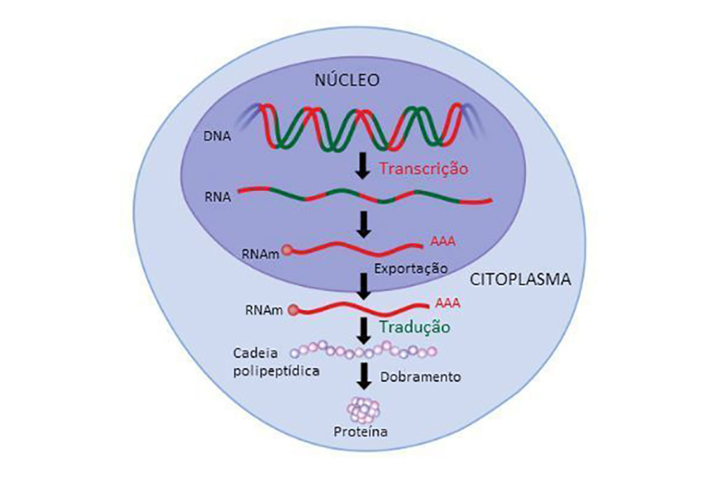 RNA - Processo de transcrição