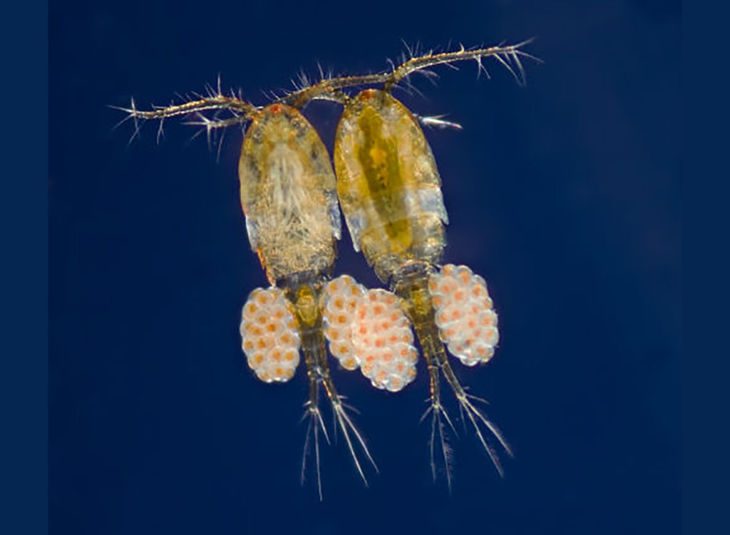 Invertebrados aquáticos - Zooplâncton marinho