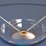 Fecundação humana – Fertilização in vitro