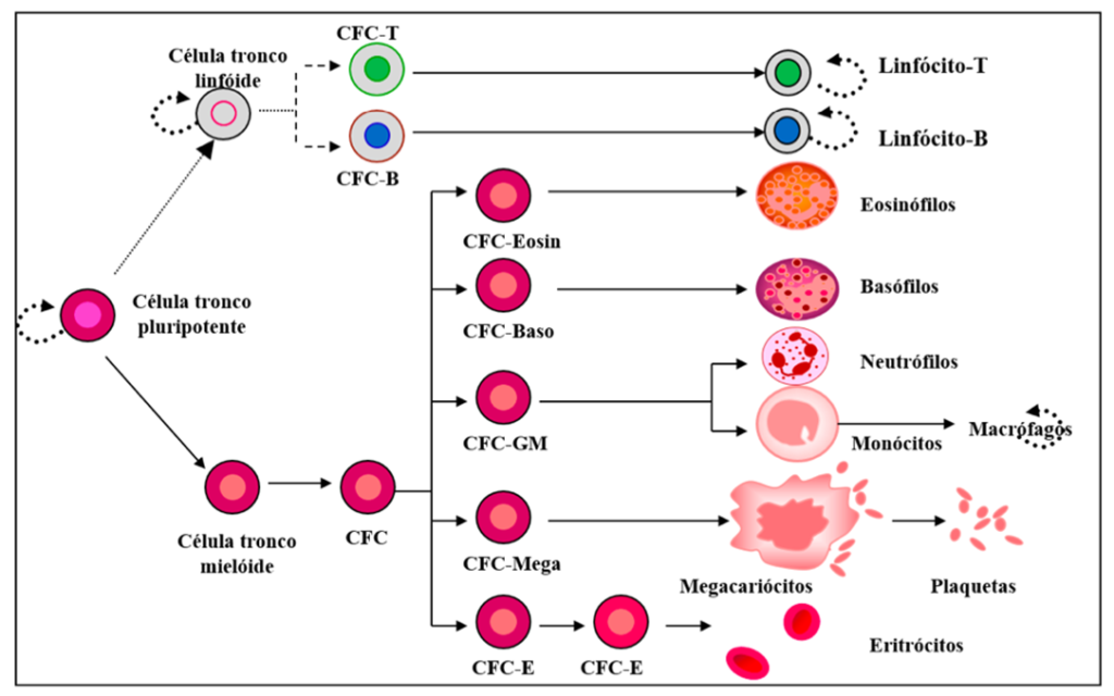 Hematopoiese - Diferenciação de células sanguíneas