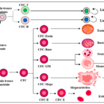 Hematopoiese – Diferenciação de células sanguíneas