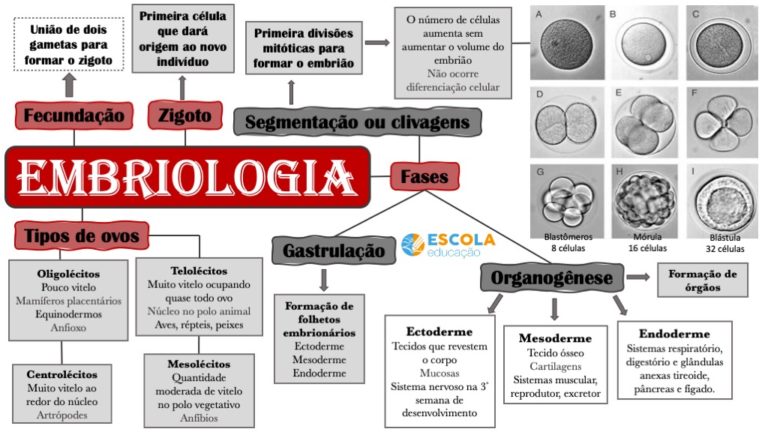 o que é embriologia tipos de embriologia fases da embriologia humana