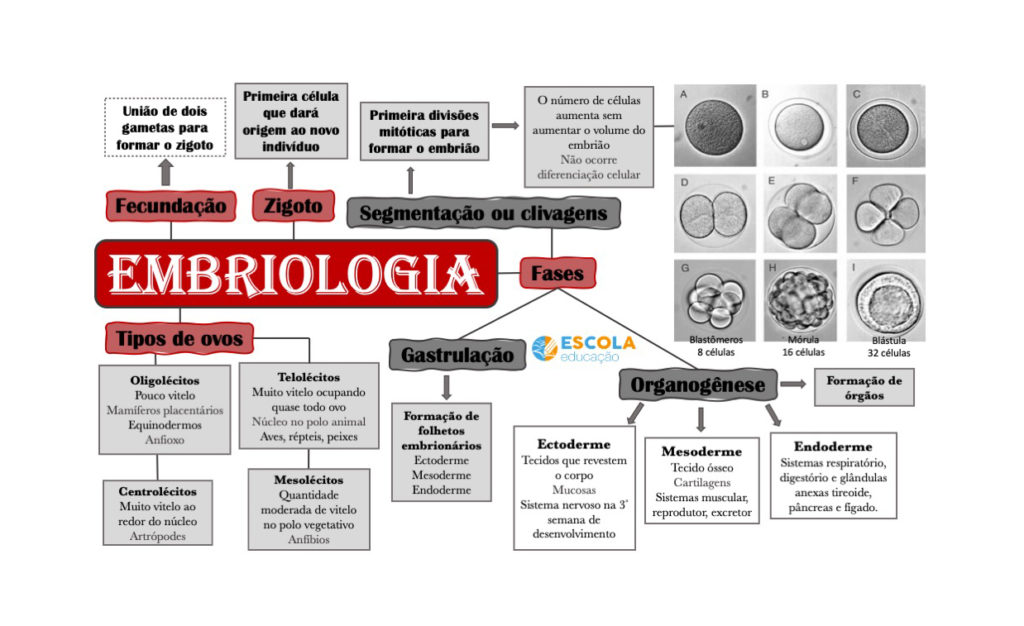 Mapa mental - Embriologia