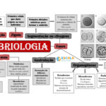 Mapa mental – Embriologia