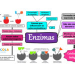 Mapa mental – Enzimas