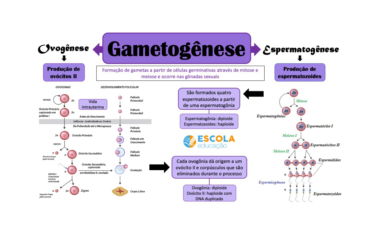 Mapa mental Gametogênese - Baixe grátis em PDF!