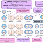 Mapa mental – Meiose