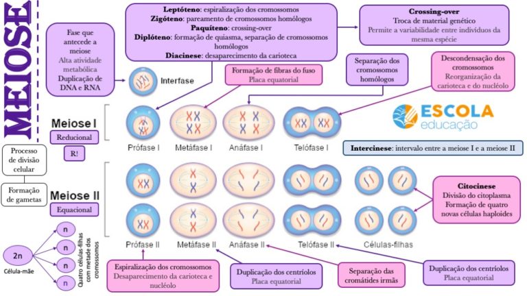 Mapa Mental Meiose - Baixe Grátis O Mapa Em PDF!