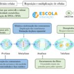 Mapa mental – Mitose