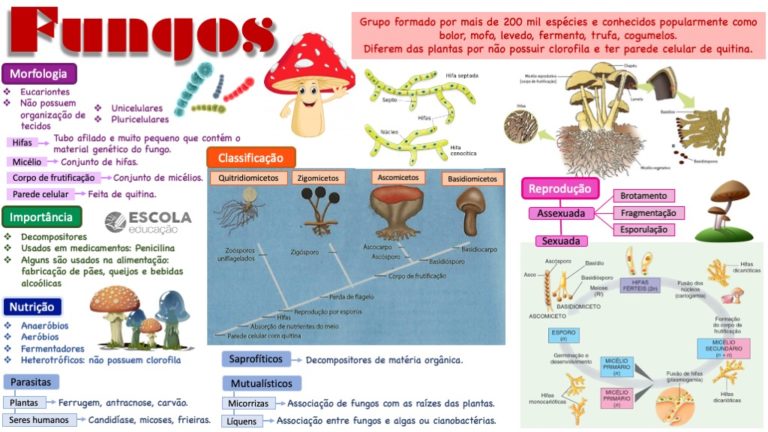 Mapa mental sobre fungos Baixe grátis o mapa em PDF!