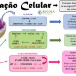 Mapa mental – Respiração celular