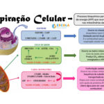 Mapa mental – Respiração celular