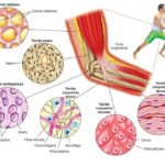 Histologia animal – Tecido conjuntivo