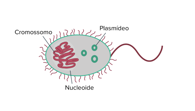 Bactéria - Plasmídeo
