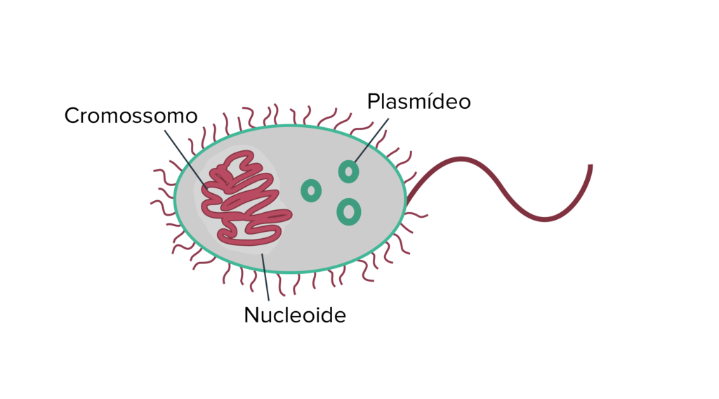 Bactéria - Plasmídeo