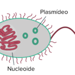 bacteria-plasmideo