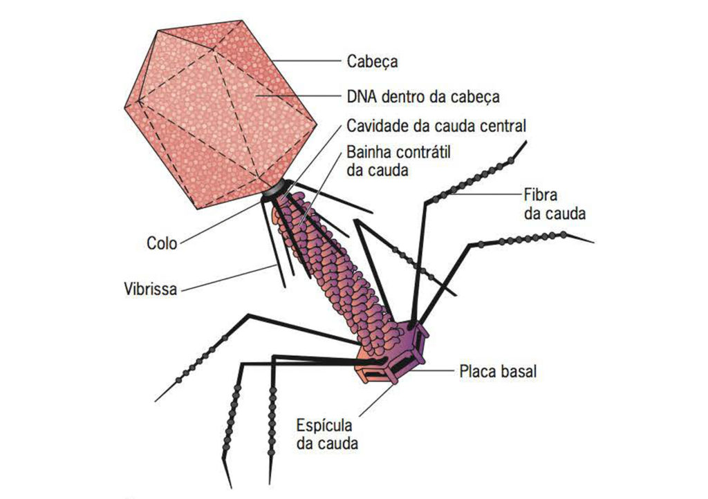 Bacteriófagos - Características
