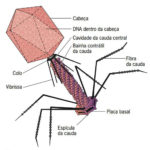 bacteriofagoBacteriófagos – Características