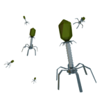 Bacteriófago