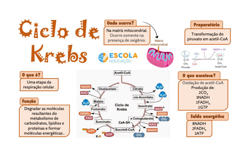 Mapa mental - Ciclo de Krebs