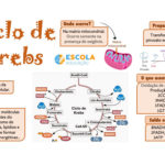Mapa mental – Ciclo de Krebs