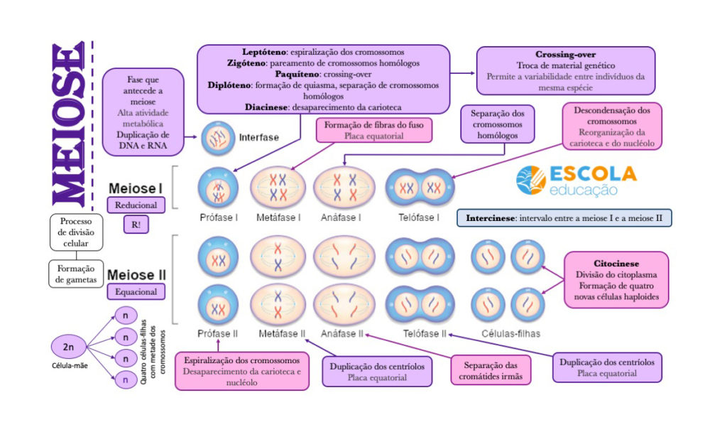 Mapa mental - Meiose
