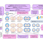 Mapa mental – Meiose