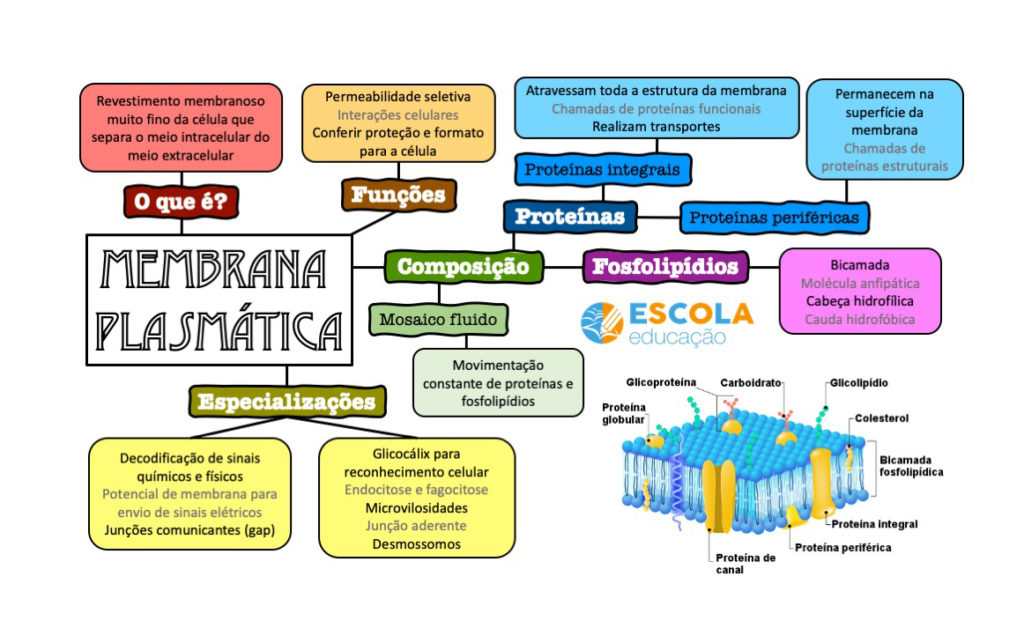 Mapa mental - Membrana plasmática