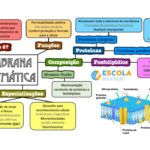 Mapa mental – Membrana plasmática