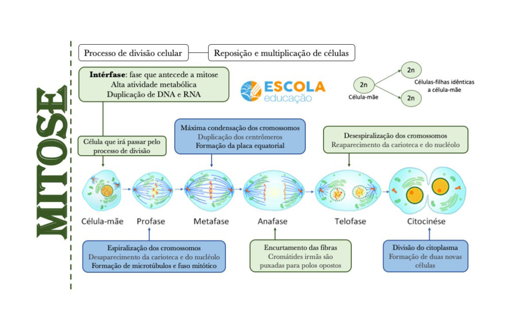 Mapa mental - Mitose