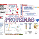 Mapa mental – Proteínas
