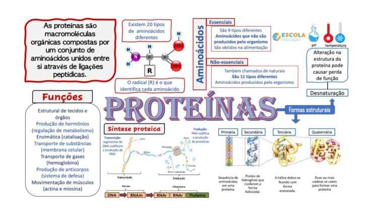 Mapa mental - Proteínas