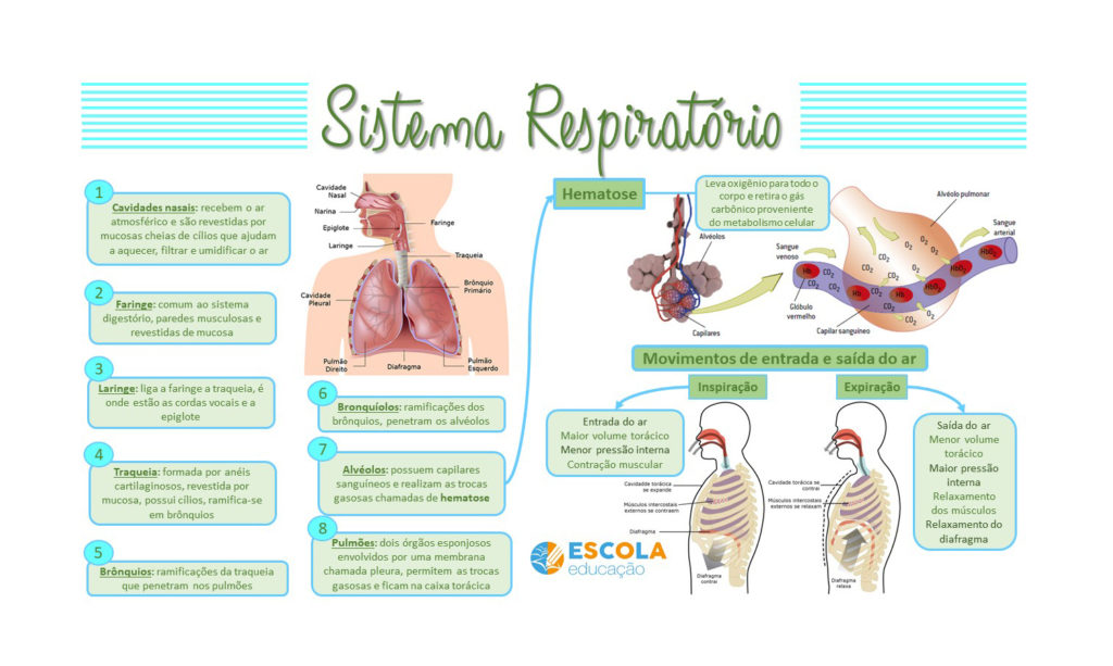 Mapa mental - Sistema respiratório