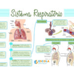 Mapa mental – Sistema respiratório