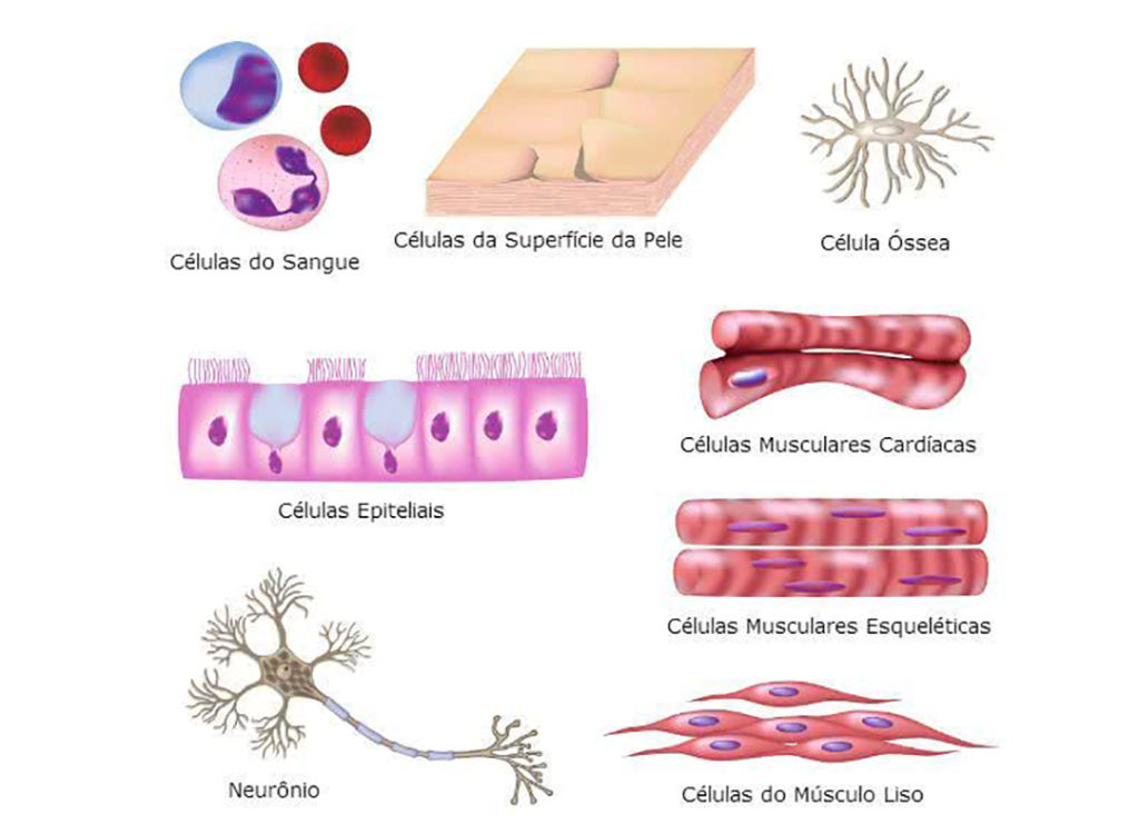 Células do corpo humano