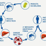 Ciclo da malária com dois hospedeiros.