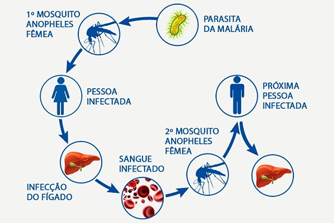 Заражение человека малярией происходит. Пути передачи малярии. Механизм передачи инфекции при малярии. Патогенез малярии инфекционные болезни.
