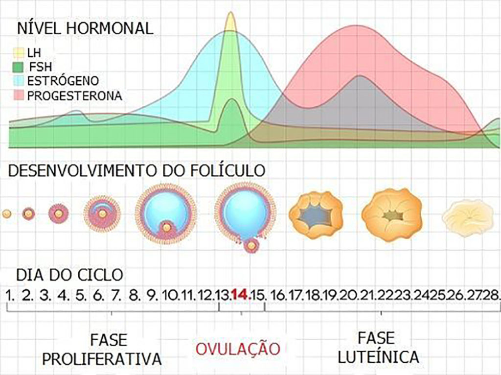 Ovulação - Ciclo menstrual e atuação dos hormônios