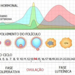 Ovulação – Ciclo menstrual e atuação dos hormônios