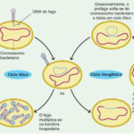 Bacteriófagos – Ciclos de vida