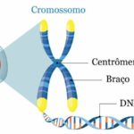 Cromossomos – Estrutura
