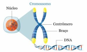 Cromossomos - O Que São, Função, Tipos, Classificação, Estrutura