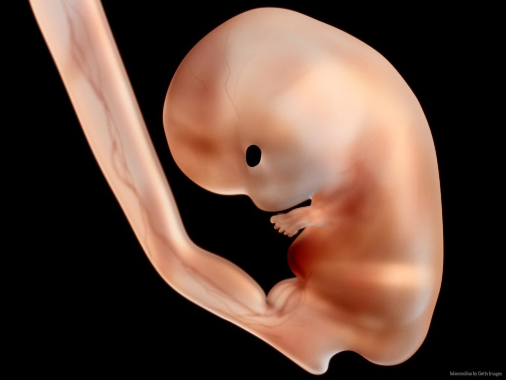 Organogênese do embrião