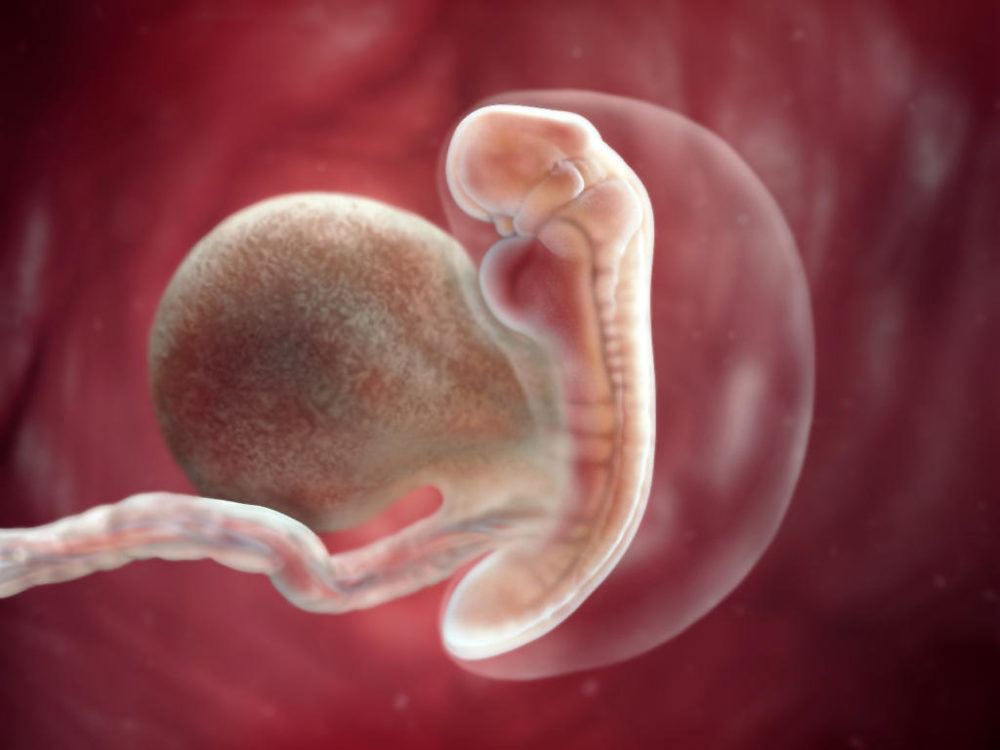 Folhetos embrionários - Embrião com 5 semanas