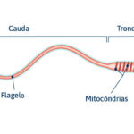 Espermatozoides – Estrutura